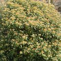 Viburnum tinus fleur